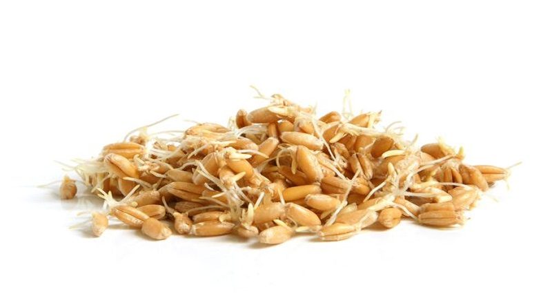 wheat germ to lose weight